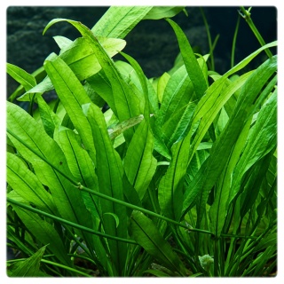 Echinodorus amazonicus – Żabienica Amazońska, roślina akwariowa 35–40 cm