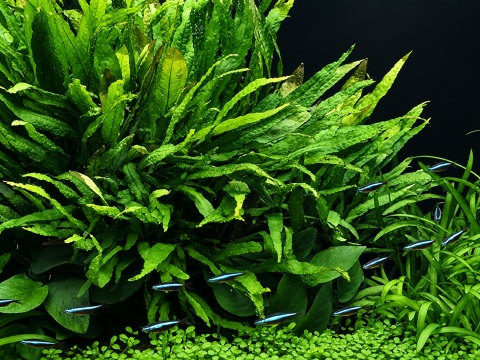 Microsorum pteropus koszyk, Mikrozorium oskrzydlone, łatwa roślina