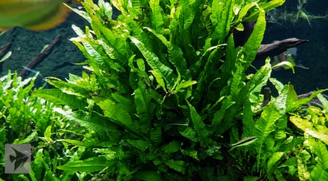 Microsorum pteropus koszyk, Mikrozorium oskrzydlone, łatwa roślina