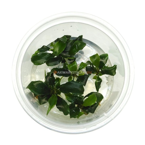 Bucephalandra Wavy Leaves kubek 10 cm in vitro