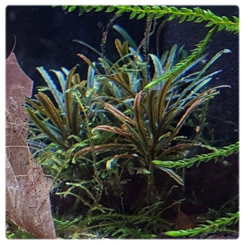 Bucephalandra sp. Filiformis wąskolistna kubek 10cm in vitro