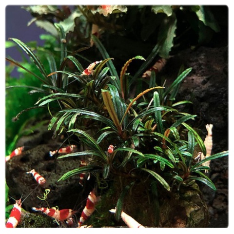 Bucephalandra sp. Filiformis wąskolistna kubek 10cm in vitro