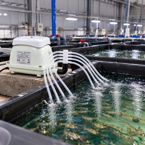 Jecod OAP-100 - pompa powietrza 6000l/h