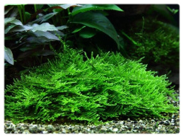 Mech Christmas moss (Xmas) kubek 5cm in vitro