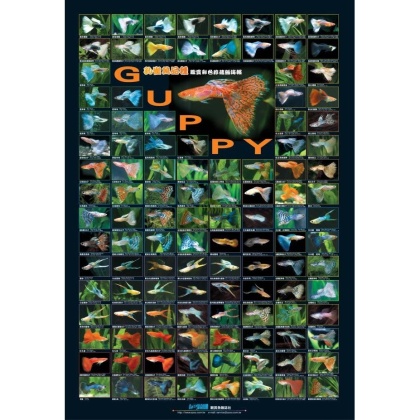 AZOO Plakat akwarystyczny Guppy Poster - plakat 3D z Gupikami