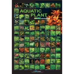 AZOO Plakat akwarystyczny Aquatic Plant Poster - plakat 3D z Roślinami