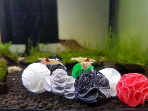 BABY BEE SHRIMP SHELTER schronienie - mix 5szt BABY BEE SHRIMP SHELTER schronienie - mix 5szt