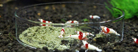 AQUA HOBBY miska dla krewetek 1 - 54x14mm