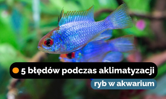 Aklimatyzacja ryb w akwarium - tych 5 błędów nie popełniaj