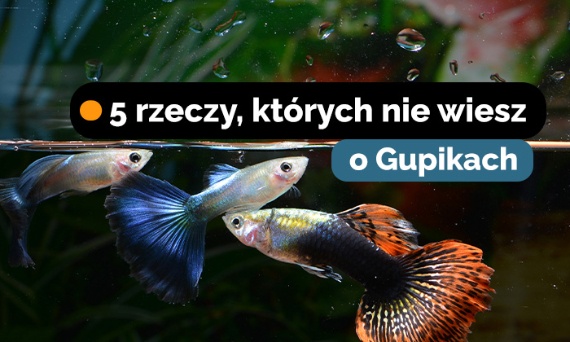 5 rzeczy, których nie wiesz o gupikach