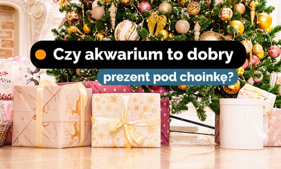 Akwarium pod choinkę - czy to dobry prezent dla dziecka?