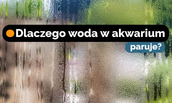 Dlaczego woda w akwarium paruje?