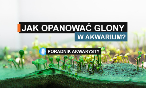 Jak opanować glony w akwarium? Poznaj najczęściej występujące rodzaje glonów