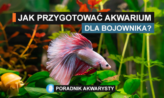 Idealne akwarium dla bojownika: Poradnik dla miłośnika Betta splendens