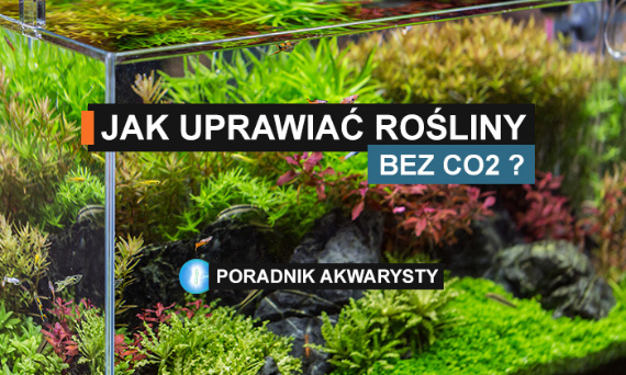 Akwarium bez CO2: Jak uprawiać rośliny w naturalnych warunkach?