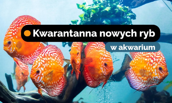 Kwarantanna nowych ryb w akwarium - czy wiesz jak ją przeprowadzić?