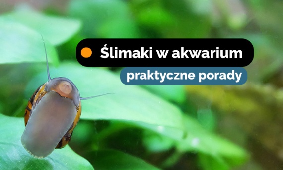 Ślimaki w akwarium