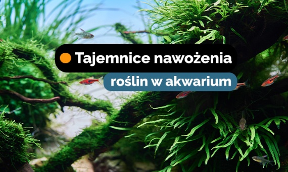 Tajemnice nawożenia - kiedy samo światło nie wystarczy?