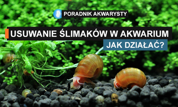 Usuwanie ślimaków w akwarium - jak działać?