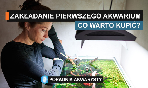 Zakładanie pierwszego akwarium – co musisz kupić?