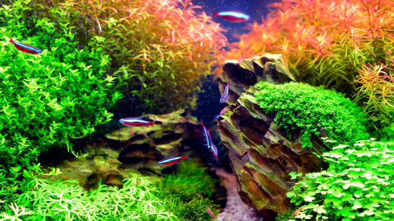 Akwarium w stylu naturalnym