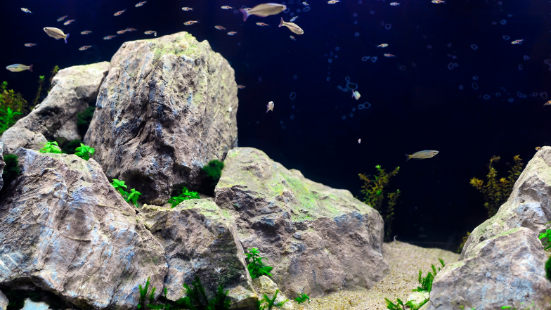 Akwarium w japońskim stylu iwagumi