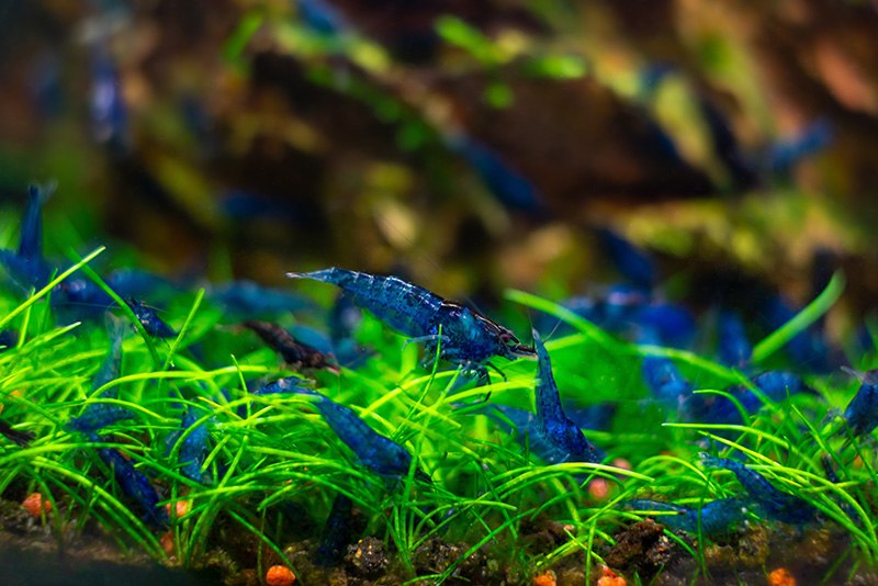 Neocaridina Blue 