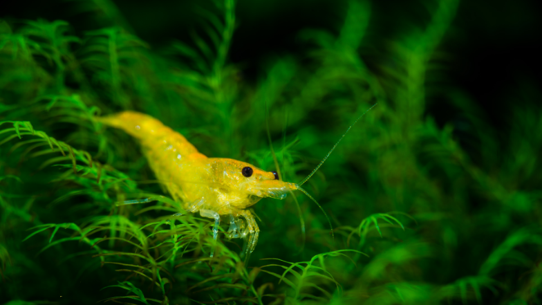 Krewetka Neocaridina i mech Phoenix moss