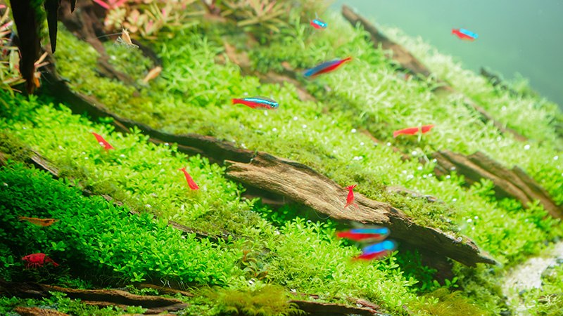 Krewetki i neony w jednym akwarium