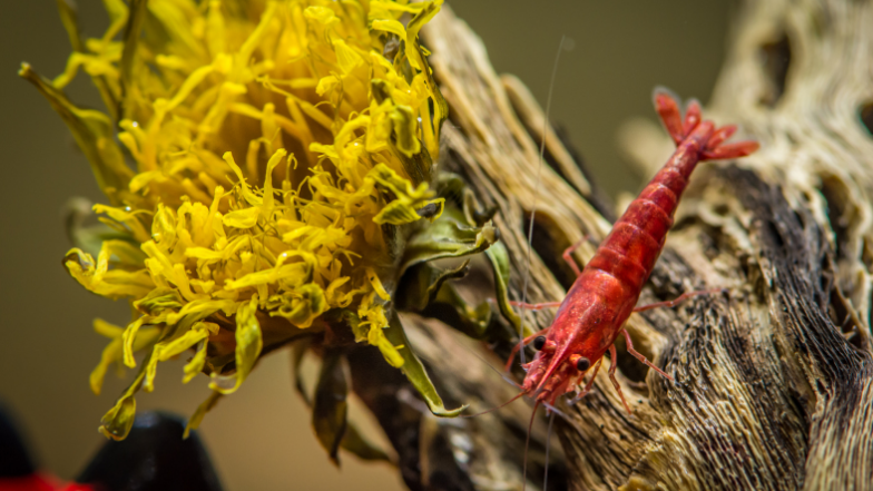 Krewetka Neocaridina Red