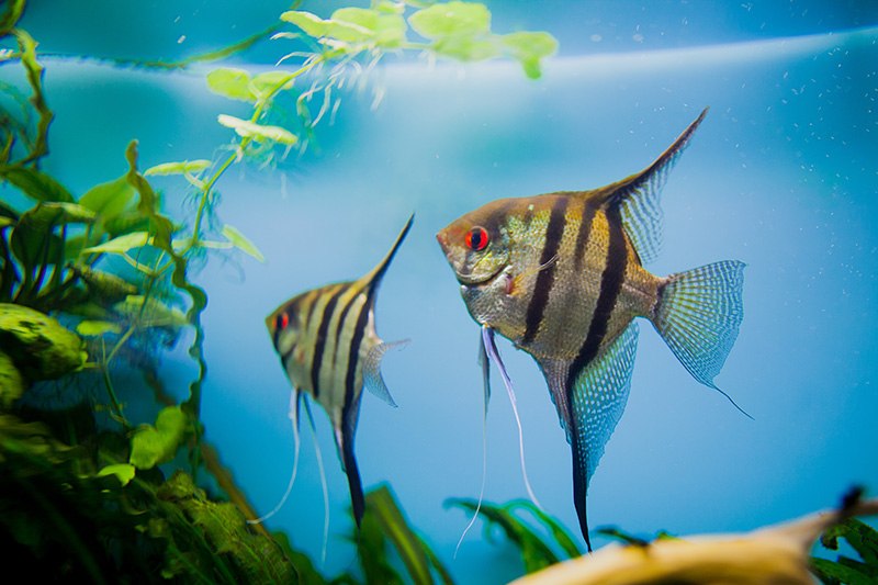 Angelfish Pterophyllum scalare