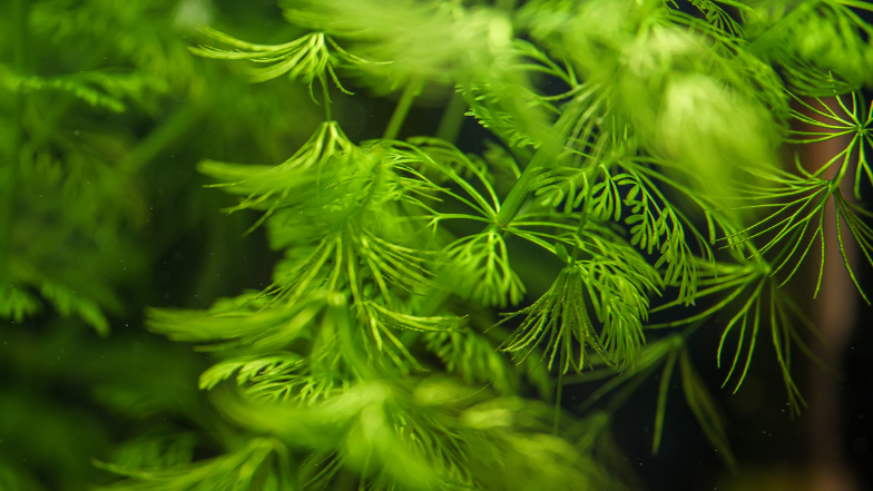 Limnophila sessiliflora