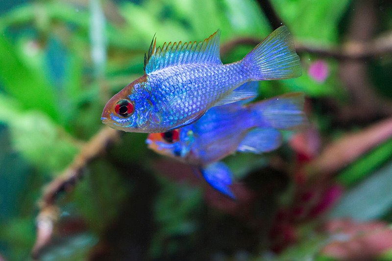 Electric Blue Ram (Mikrogeophagus ramirezi)