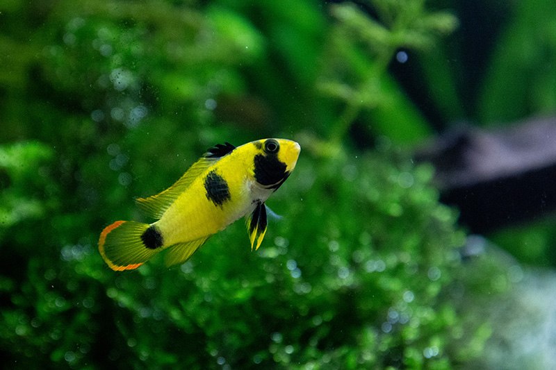 Apistogramma Nijsseni female. Apistogramma Panda. Dwarf Panda.