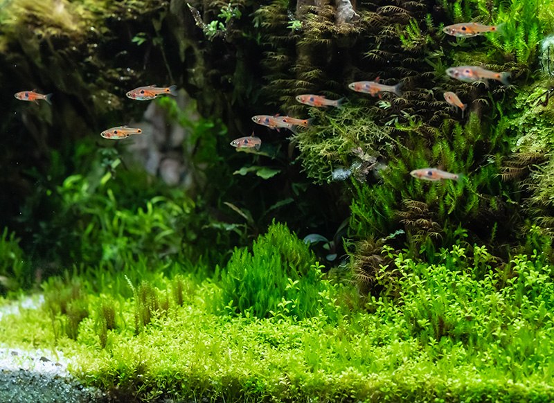 Hemianthus callitrichoides