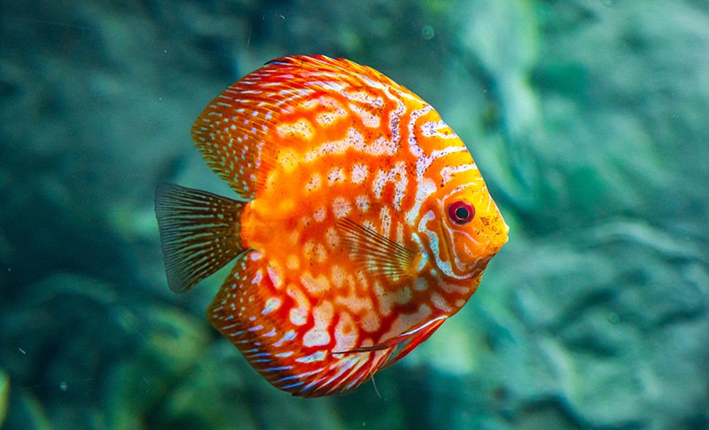 discus fish red melon