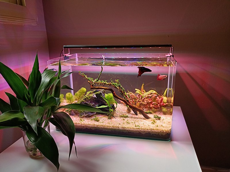 Małe akwarium z bojownikiem