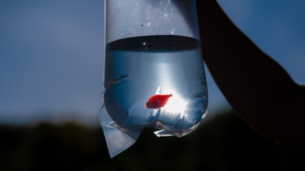 Aklimatyzacja ryb akwariowych